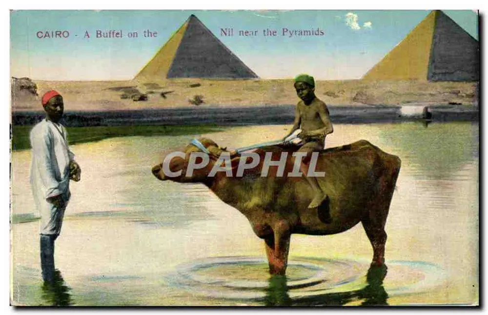 Cairo - Un búfalo en el Nilo cerca de las pirámides — The Cairo Post-Card Trust, serie 646 - Anverso