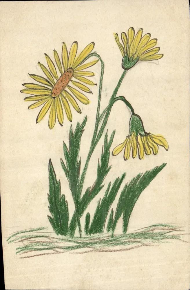 Gelbe Blumen — Bleistiftzeichnung - Vorderseite