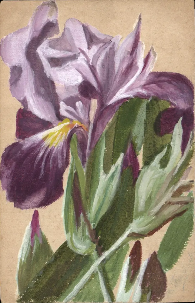Iris — Aquarellmalerei — Ansichtskarte - Vorderseite