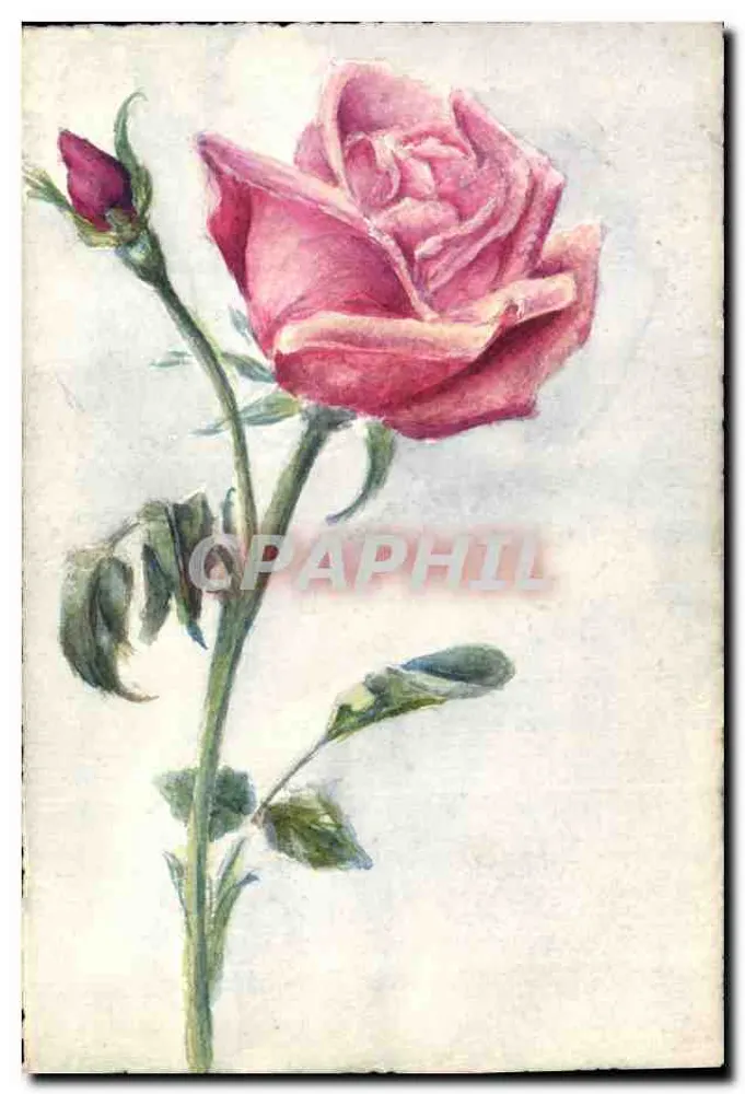 Rose — Aquarellzeichnung — kein Verlag oder Nummer sichtbar - Vorderseite