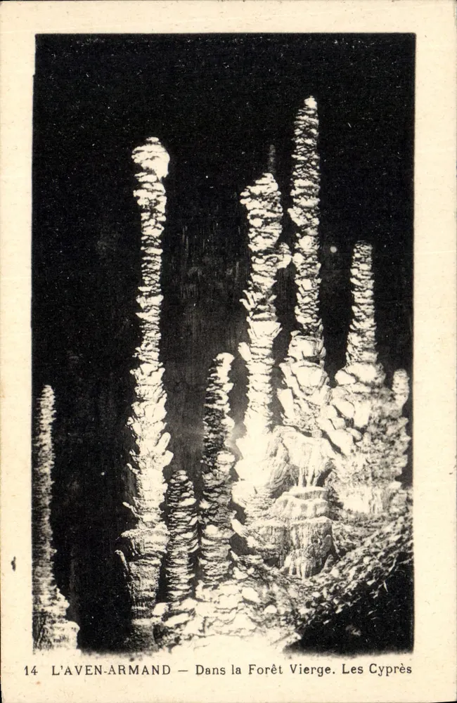 L'Aven-Armand — In der Urwald. Die Zypressen — Phototypie-Hélio, Limoges, n°14 - Vorderseite