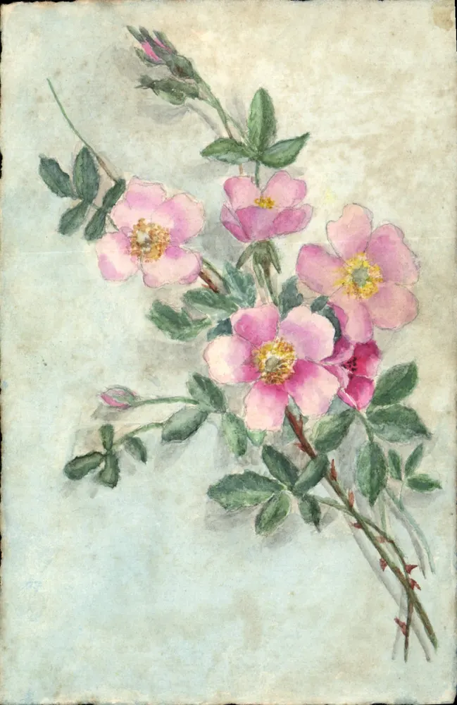 Rosenbouquet — Aquarell — kein Verleger oder Nummer sichtbar - Vorderseite
