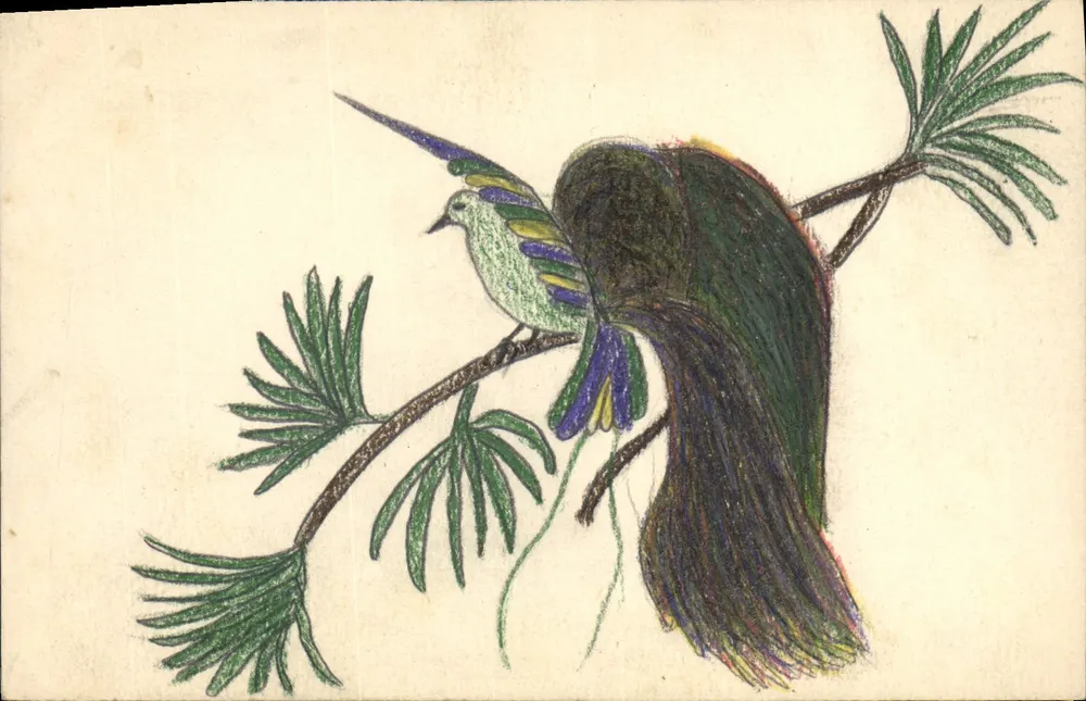 Oiseau exotique sur branche — dessin à crayons de couleur — carte postale vierge - Recto