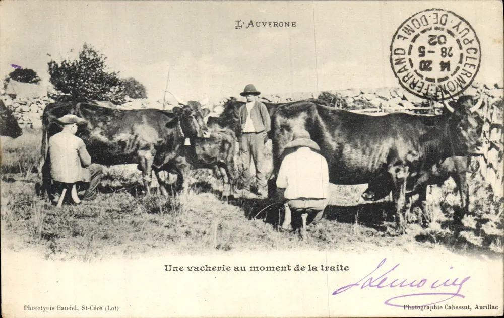 Eine Kuhweide zur Melkzeit — Auvergne — Phototypie Baudel, St-Céré (Lot) - Vorderseite
