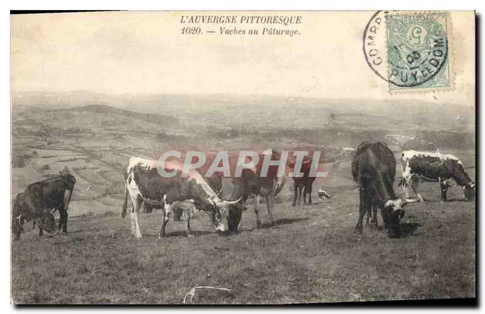 Pittoreske Auvergne — Kühe auf der Weide — Compromont (Puy-de-Dôme) Nr. 4020 - Vorderseite