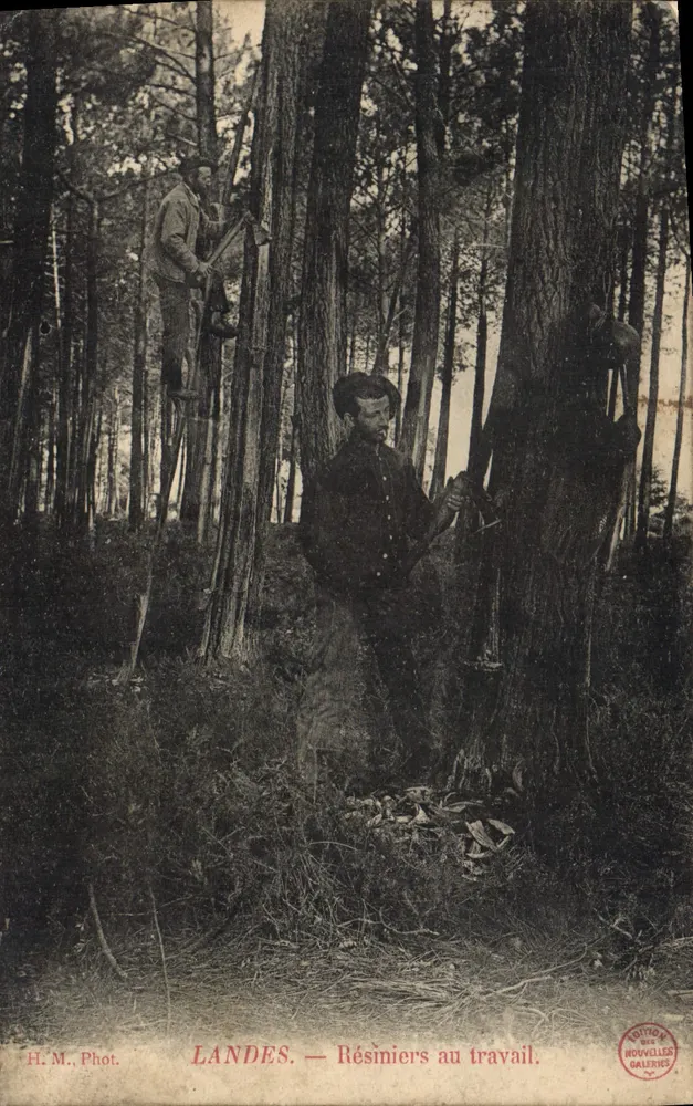 Landas — Resineros trabajando — H.M. Fot. Edición Nuevas Galerías - Anverso