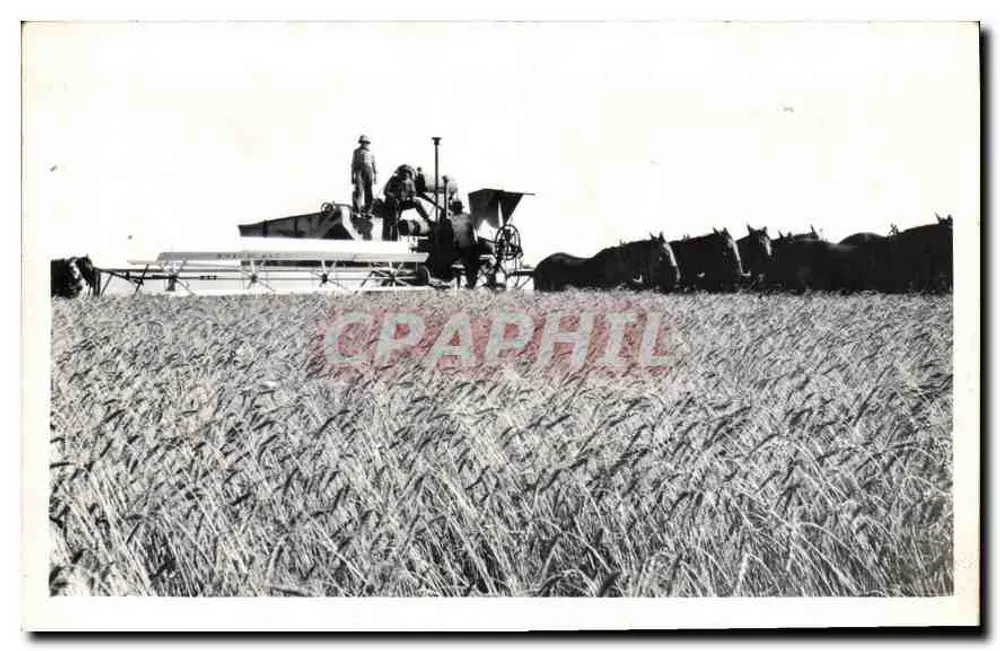 Colheita de trigo — Cena agrícola com ceifeira a cavalo — Carta postal multilíngue - Frente