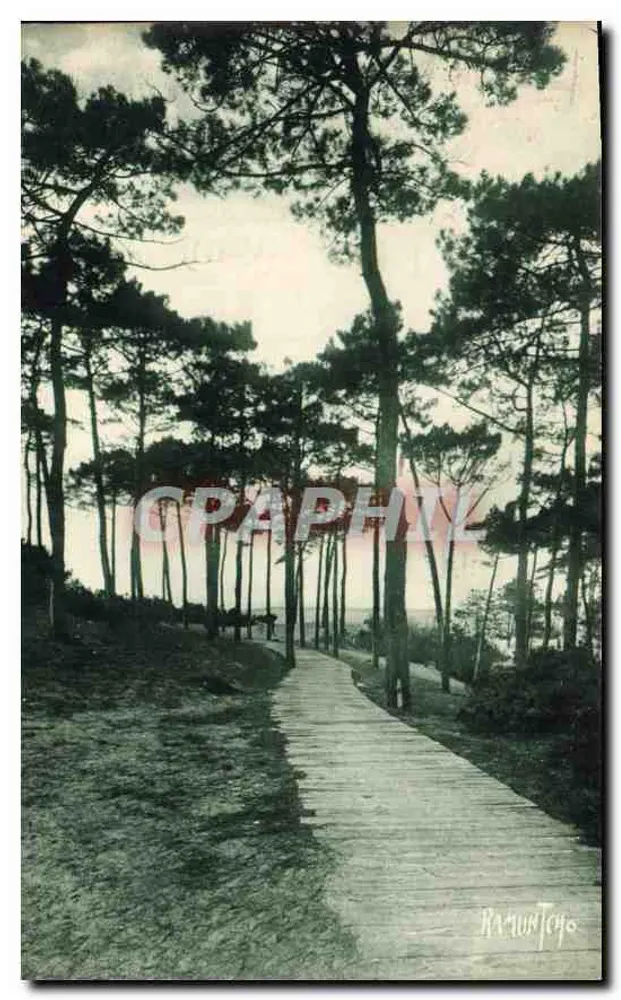 Arcachon — A Floresta em Direção ao Mouleau — Ramuntoyo - Frente