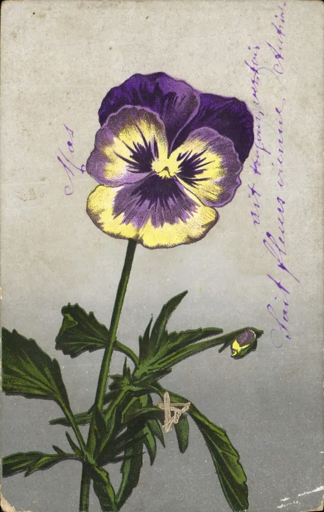 Peixe roxo — ilustração — Cartolina Postale - Frente