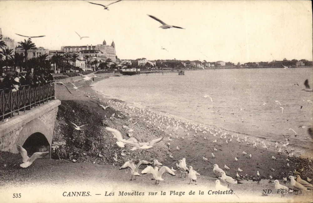 CANNES — Möwen auf dem Strand von La Croisette — ND. Phot. 535 - Vorderseite