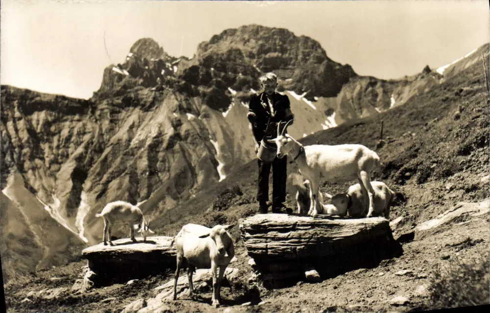 Idyll mit Ziegen — Allmenalp, Schweiz — Foto Hs. Lörtscher, Frutigen - Vorderseite