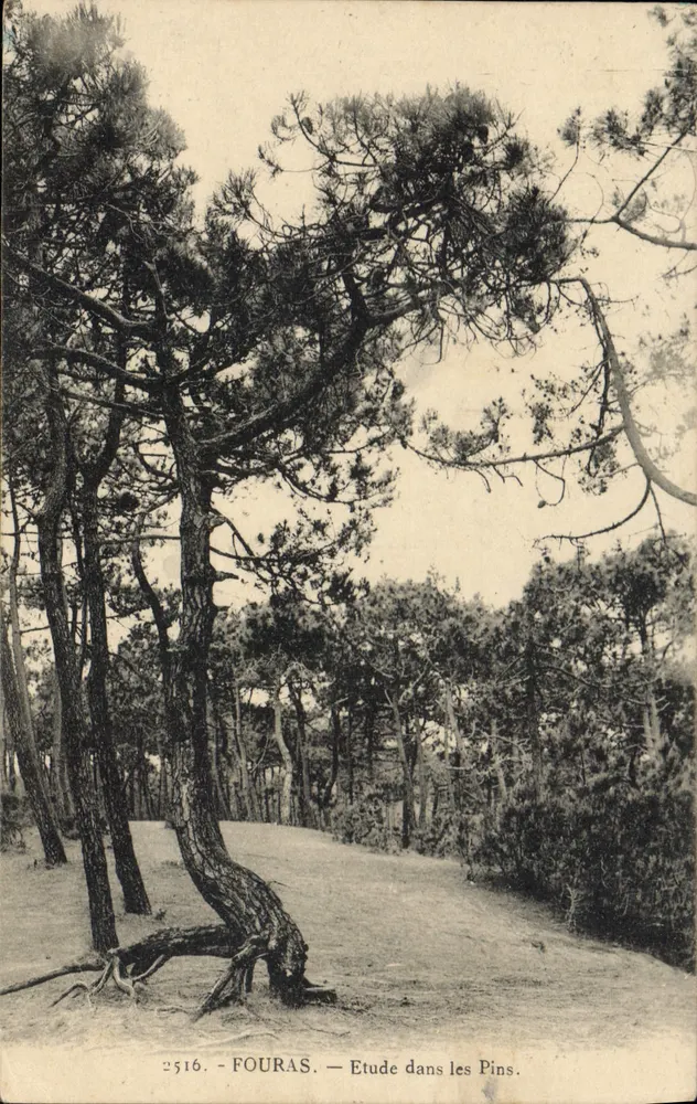 Fouras — Widok wśród sosnowego lasu — n° 2516 - Awers