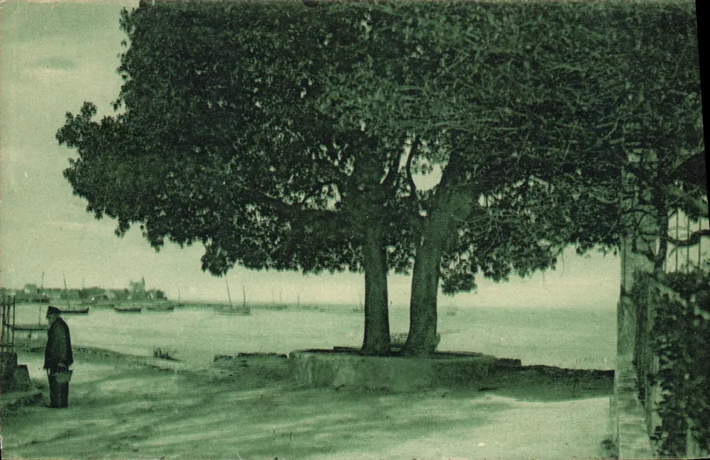 Fouras - Los dos Cipreses del Puerto Norte — Edición artística R. Bergerin, n°824 - Anverso