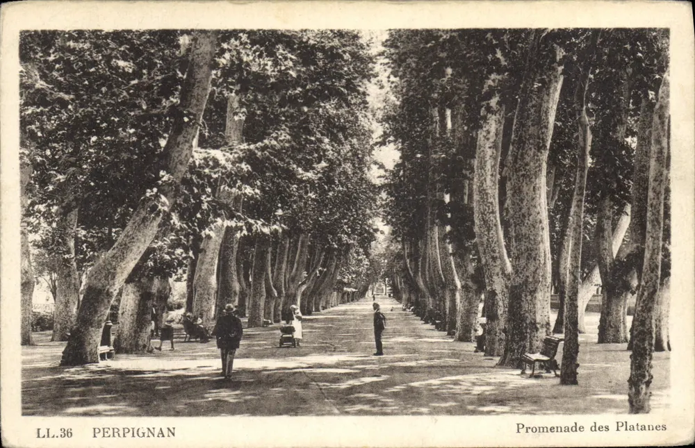 Perpignan — Promenade dos Platâneros — LL.36 - Frente