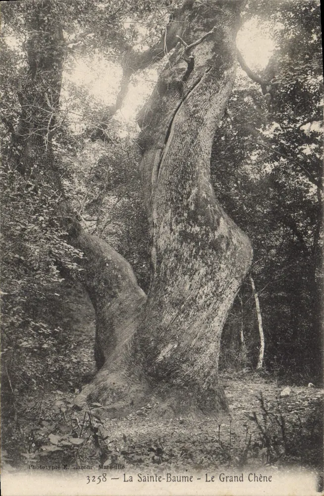 La Sainte-Baume - O Grande Carvalho — Fototipia E. Jacom, Marselha, n° 3258 - Frente