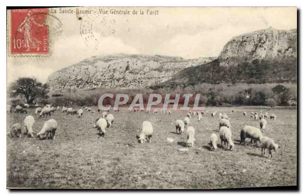 La Sainte-Baume — Allgemeiner Blick in den Wald — Verlag: G. BERNARD, Nr. 105 - Vorderseite