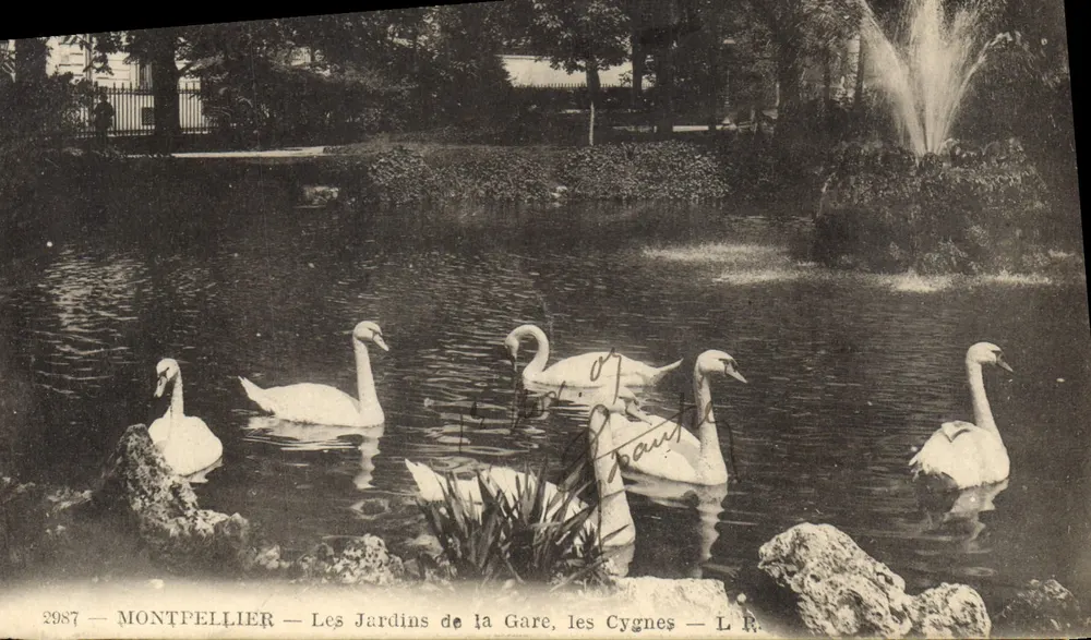 Montpellier — Die Gärten der Station, die Schwäne — L.R. n°2987 - Vorderseite