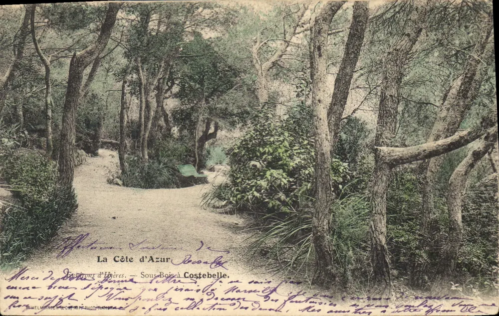 Die Côte d'Azur — Pinienhain in Costebelle — Verlag: H. Helman & Cie, Nice - Vorderseite