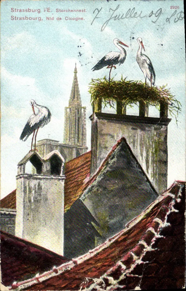 Strasbourg / Nid de Cigogne — Editor Felix Lübb, n°2926 - Frente