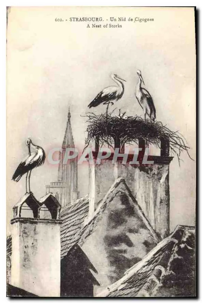 Estrasburgo - Um Ninho de Corujas - Editor: Marcheret, Estrasburgo, n° 602 - Frente
