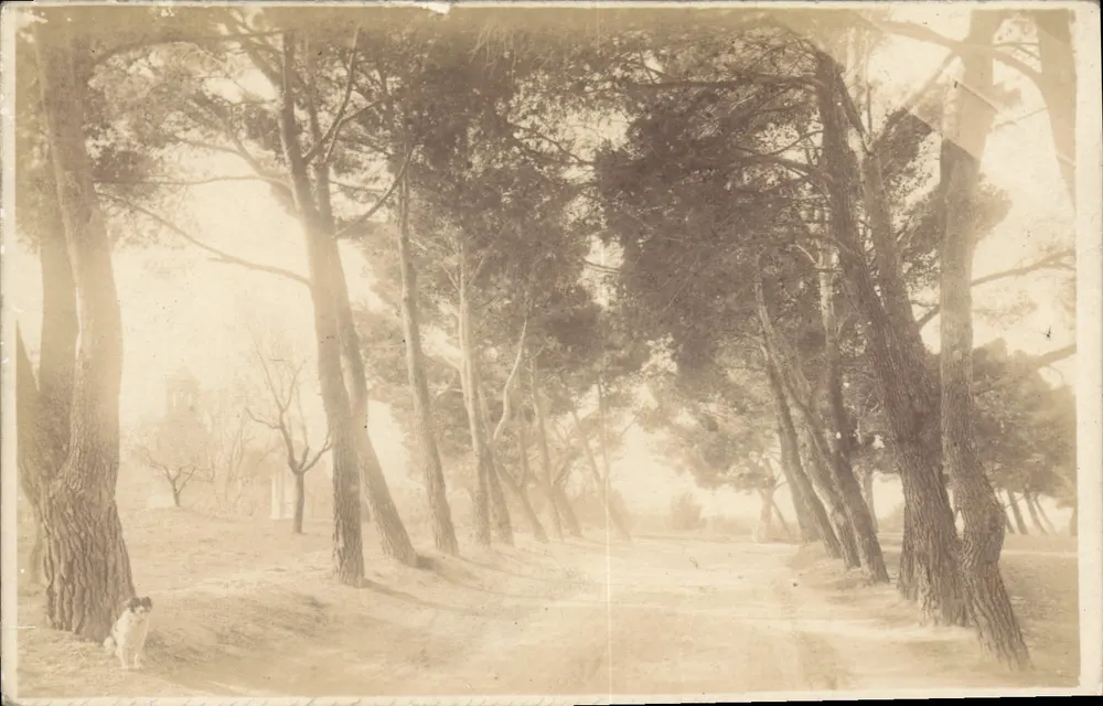Floresta de pinheiros — vista nevada — Carta postal anônima - Frente