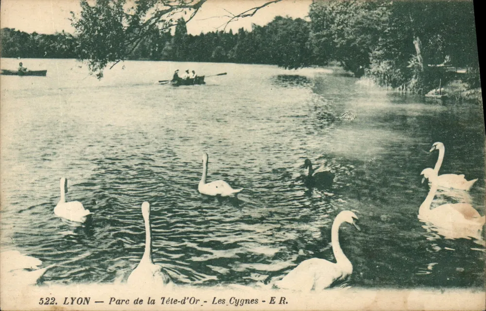 LYON — Parc de la Tête-d'Or — Les Cygnes — E R. - Recto