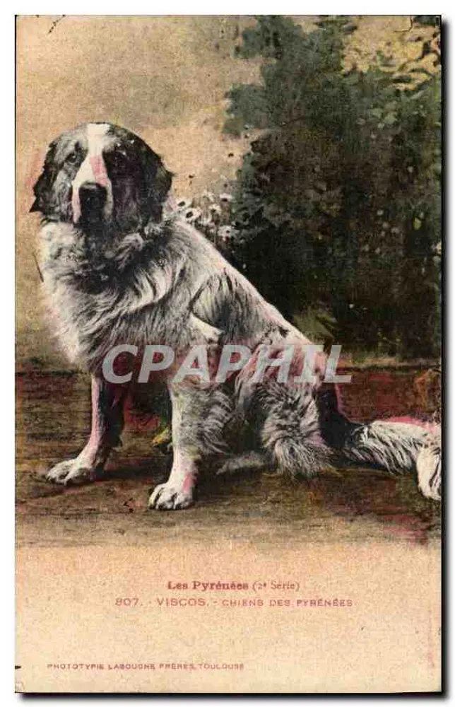 Cão dos Pirineus — Viscos (2ª Série) — Fototipia Labouche Frères, Toulouse - Frente