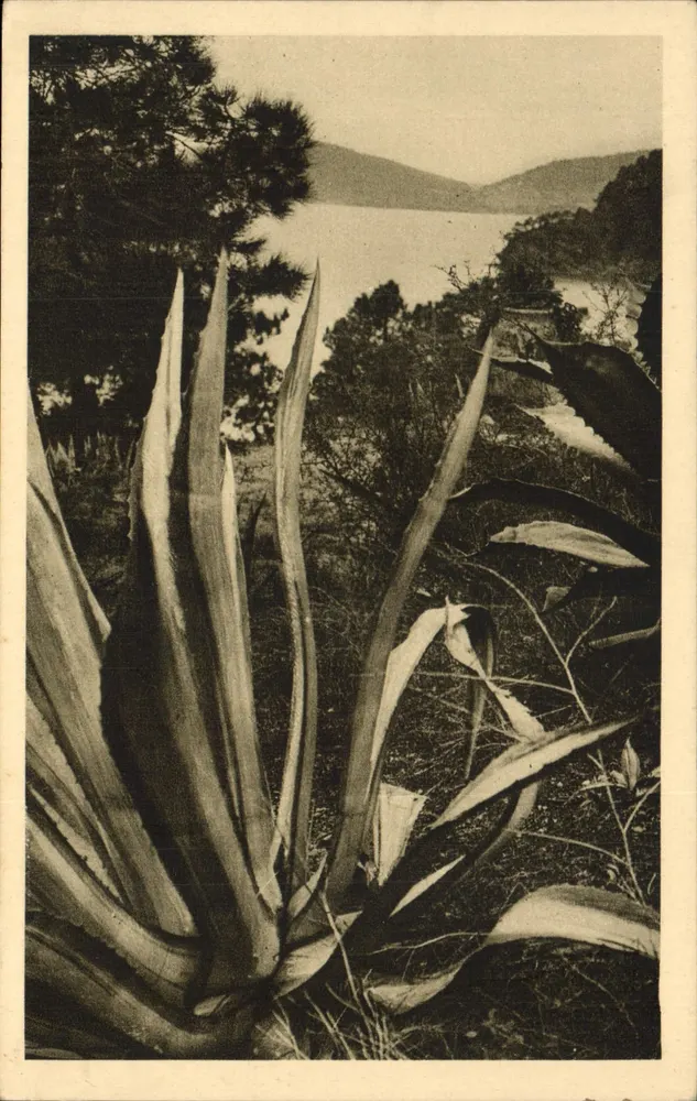 Umgebung von Lavandou — Exotische Pflanzen — Corniche des Maures (Var) - Vorderseite