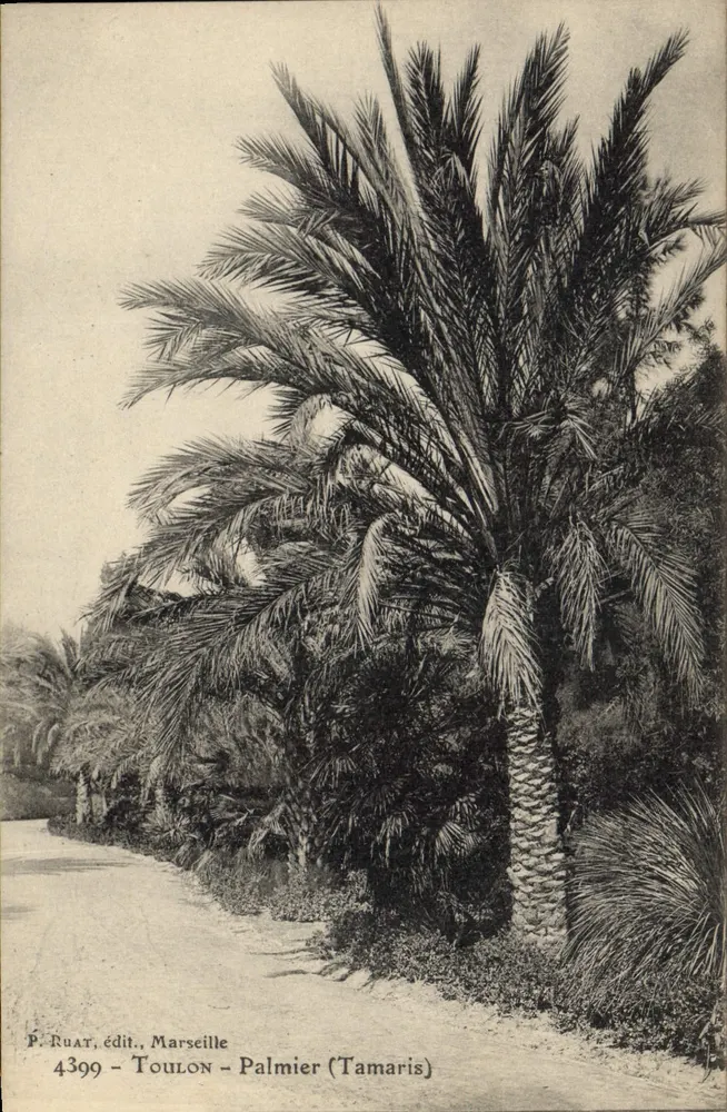 Toulon - Palmeira (Tamaris) — vista de palmeiras — P. Ruat, editor, Marselha, n° 4399 - Frente