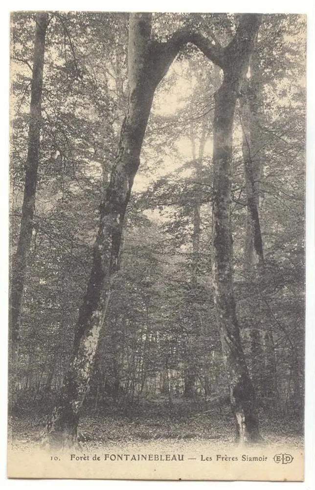 Wald von FONTAINEBLEAU — Les Frères Siamoire - Vorderseite