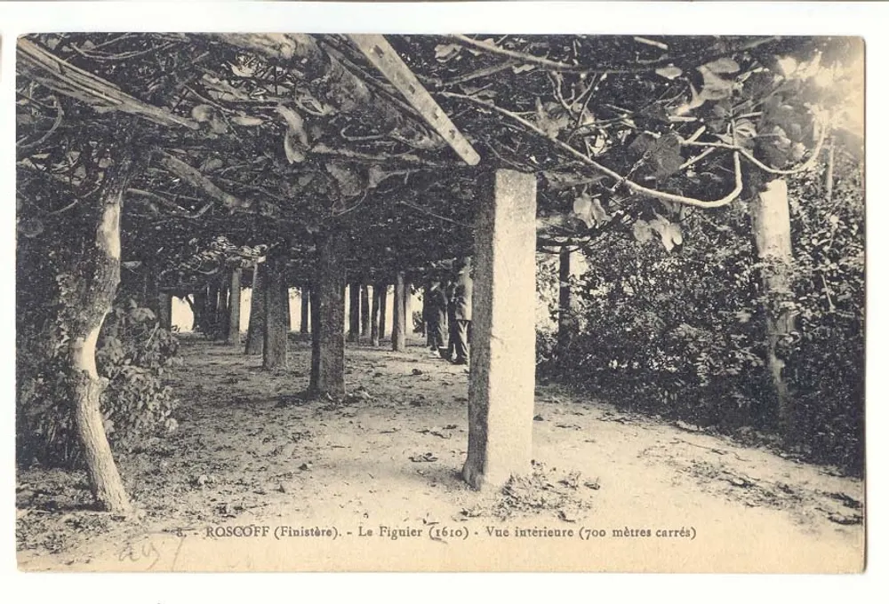Roscoff (Finistère) - Der Feigenbaum - Innenansicht (700 Quadratmeter) - Vorderseite