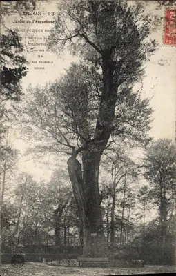 Dijon - 92 - Ogród Arquebuse — Czarny klon — Wysokość 40 m, obwód przy podłożu 12 m, prawdopodobny wiek 500 lat