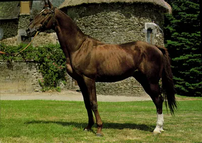 Cavalo Anglo-árabe — Haras de Pompadour, Corrèze — Impressora na França