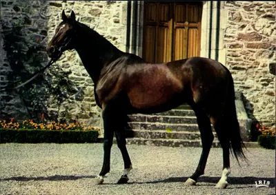 Pompadour (Corrèze) — cavalo castanho nascido em 1962 — IRIS
