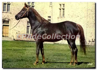 Cavalo FAWZAN — Haras de Pompadour — editor IRIS, n°48