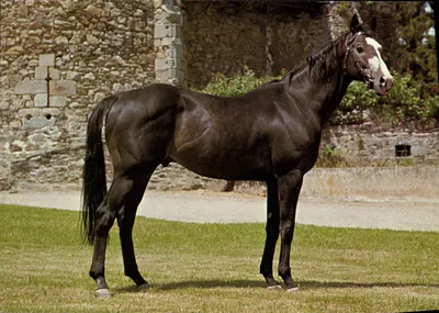 Cavalo negro com blaze branco — Haras de Pompadour, Corrèze — editor Haras de Pompadour