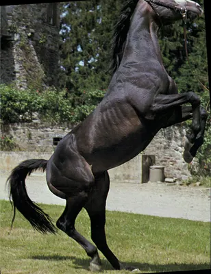Cavalo negro cabrito — Haras de Pompadour — Edição IMAGES DE FRANCE