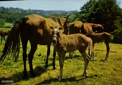 Cavalos e potros — Criatório no haras nacional — Edições "La Cigogne", Vichy