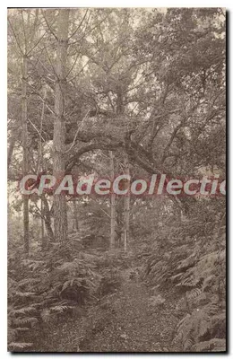 Léon (Landes) - Sous-bois de huchet — Edição Dassé, Léon