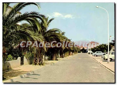 A Costa Vermelha — Saint-Cyprien-Ville (66) — Uma avenida de Palmeiras