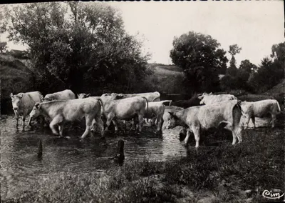Charolles (S.-et-L.) — Os Bois do Charollais se refrescando no Arconce — Combier Imp. Macon (S.-et-L.)