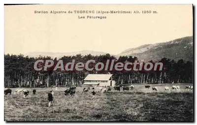 Estação Alpestre de THORENG (Alpes-Maritimes) — Os Pâturages — Alt. 1250 m.