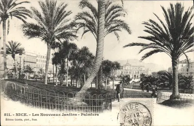 Nice — Nowe Ogrody — Palmy — Wydawnictwo Guletta, fot., Nice, nr 511