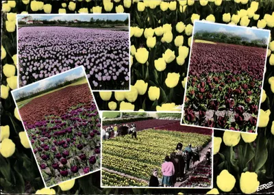 Tulipas Vendéennes — La Tranche-sur-Mer, La Conche, La Terrière — Édition de l'Europe, EUROCOLOR MP