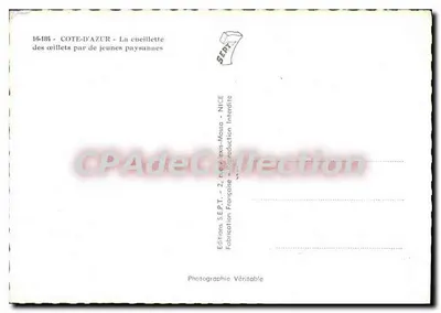 Côte-d'Azur — Zbieranie róż przez młode chłopki — Wydawnictwo S.E.P.T., Nice — Rewers