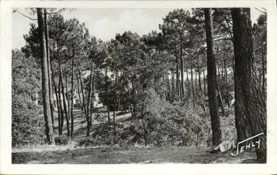 Longeville-sur-Mer — paisagem na floresta — JEHLY