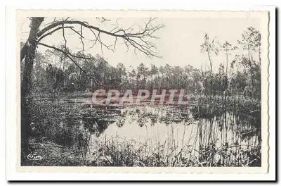 Paisagem de pântano — lago com nenúfares — editor C. C. (C. C. ?) — série não identificável