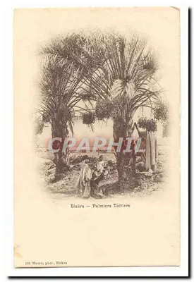 Biskra — Palmeiros de Dátiles — Maure, fot. Biskra