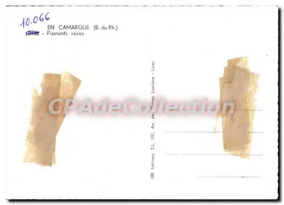 कैमार्ग - गुलाबी फ्लैमंट - Éditions S.L. Lyon — पीछे