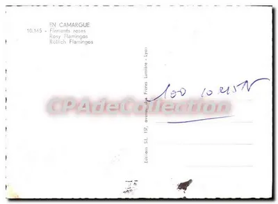 Bilhete postal moderno Na Camargue Flamingos Rosa Rosy Flamingos Rollich Flamingos — Verso
